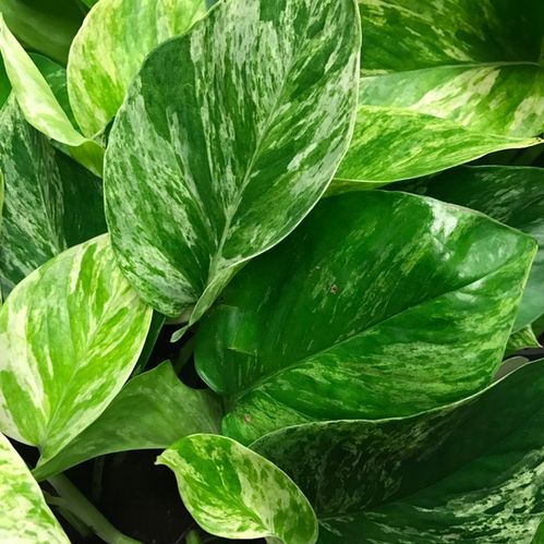 EPIPRENUM MARBLE QUEEN x10