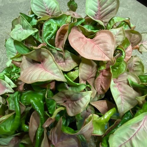 SYNGONIUM PINK/RED HEART MINI x12