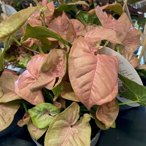SYNGONIUM NEON ROSA K:12CM x12