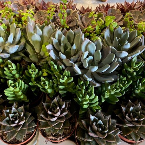 SUCCULENT MIX K:8CM x18