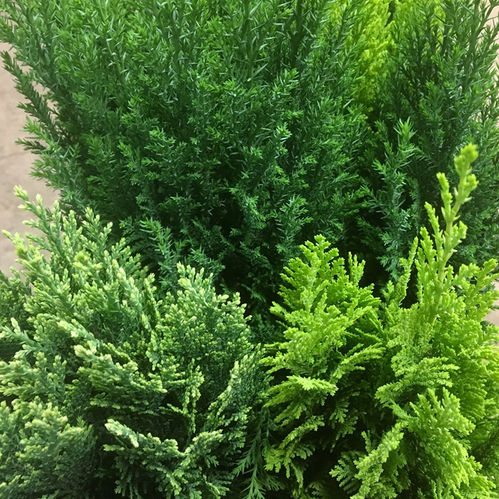 EN CONIFER MIX K:10CM x12