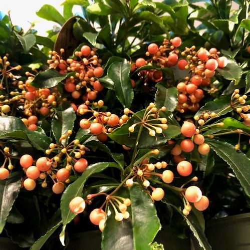 ARDISIA APRIKOS K:14CM x7