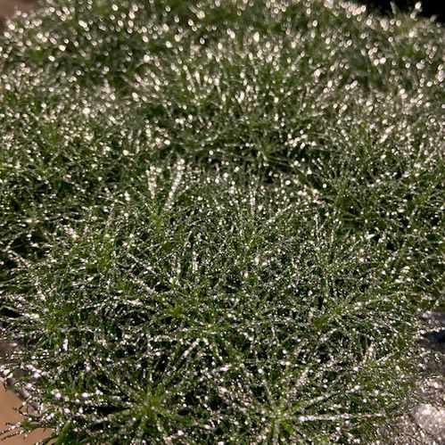 SAGINA SILVERGLITTER K:9CM x18