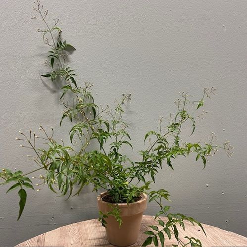 JASMIN VIT BORD DK K:11CM x14
