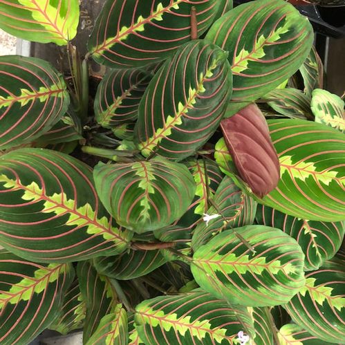 MARANTA FASCINATOR K:12CM x10