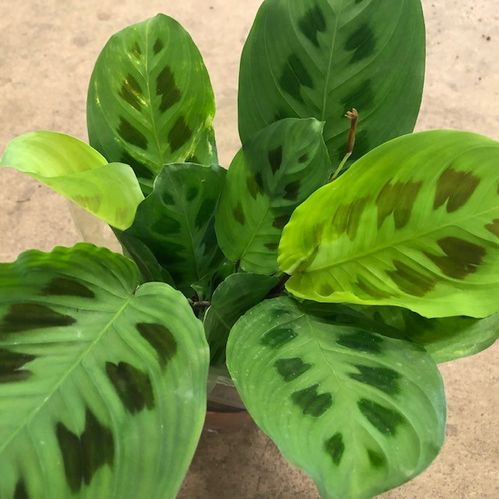 MARANTA LEUCONEURA GRÖN K:12CM x10