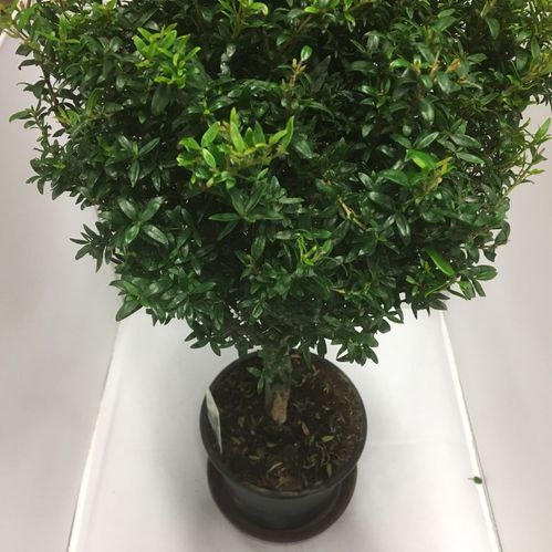 MYRTEN STAM K:15 H:45-50CM x6