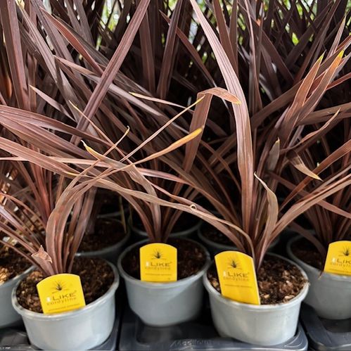 CORDYLINE RED STAR K:17CM H:70-80CM x6