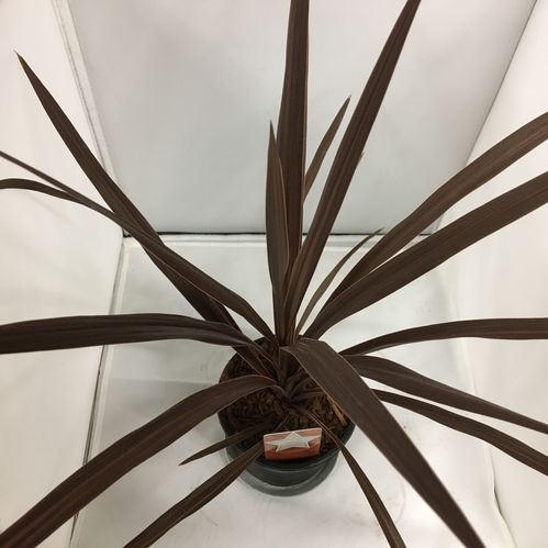 CORDYLINE RED STAR K:11CM H:40-50CM x12