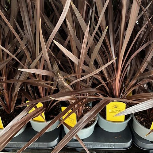 CORDYLINE RED STAR K:13CM H:55-65CM x8