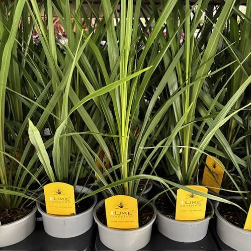 CORDYLINE GRÖN K:13CM x8