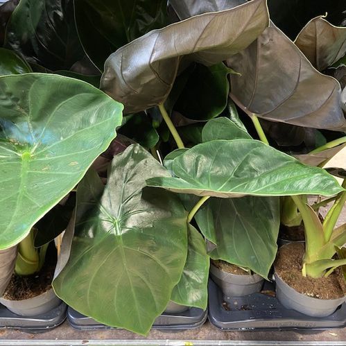 ALOCASIA WENTII K:17CM x6
