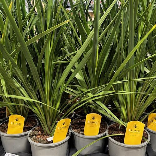 CORDYLINE GRÖN K:17CM x6