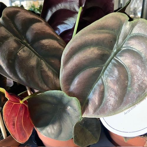 ALOCASIA RED SECRET K:14CM x8