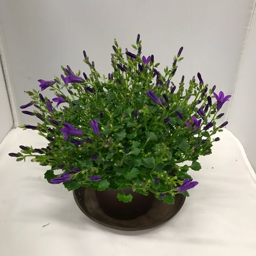 CAMPANULA BLÅ K:10,5CM x6