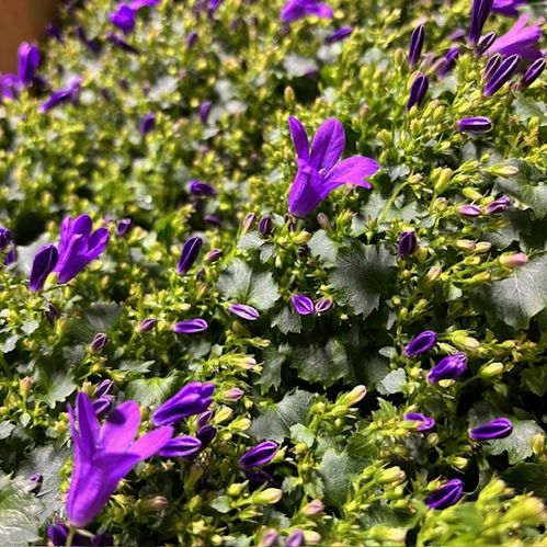 CAMPANULA GET MEE BLÅ K:10,5CM x8