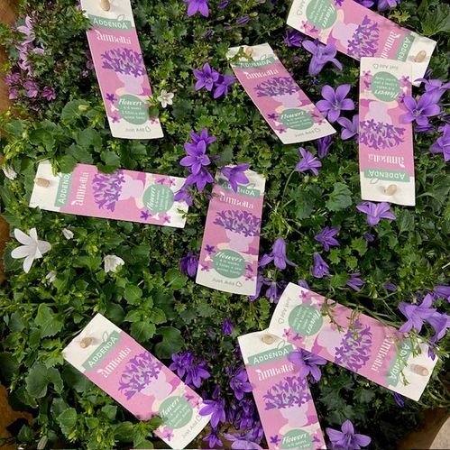 CAMPANULA MIX K:11CM x6