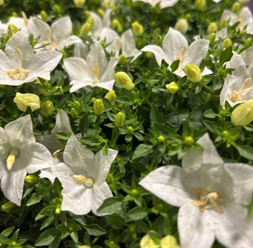 CAMPANULA ATLANTA WHITE K:11CM x8