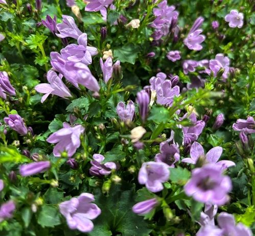 CAMPANULA PORTO PINK K:11CM x8