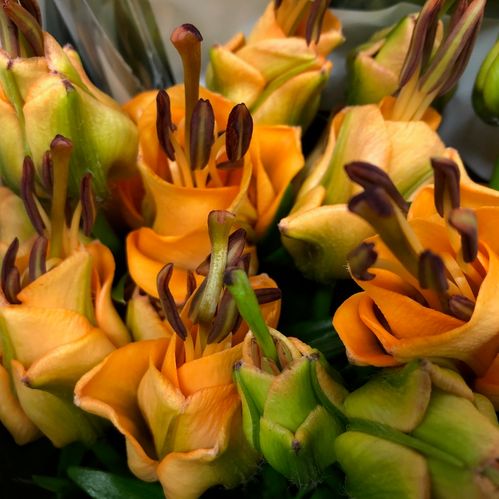 LILJA LA APRICOT FUDGE