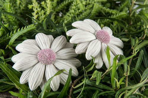 AL 101281 STICKS DAISY x24