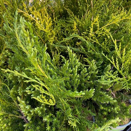 EN JUNIPERUS MIX K:9CM x18