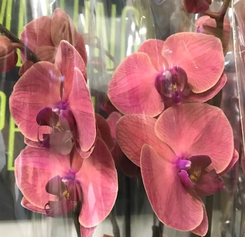 PHALAENOPSIS ASIAN M-APRIKOS 2-STJ x5