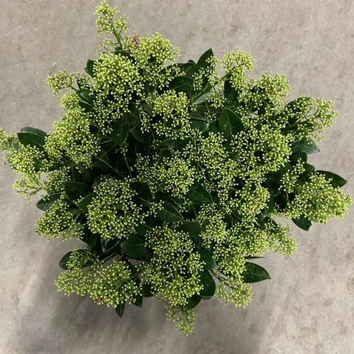 SKIMMIA KRUKA GRÖN K:23CM