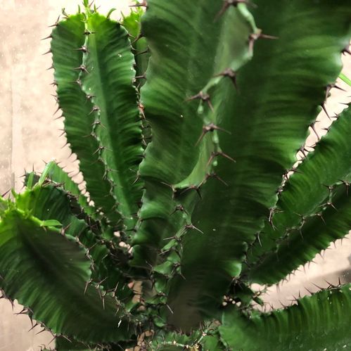 EUPHORBIA ERYTREA/TRIGONA K:17CM