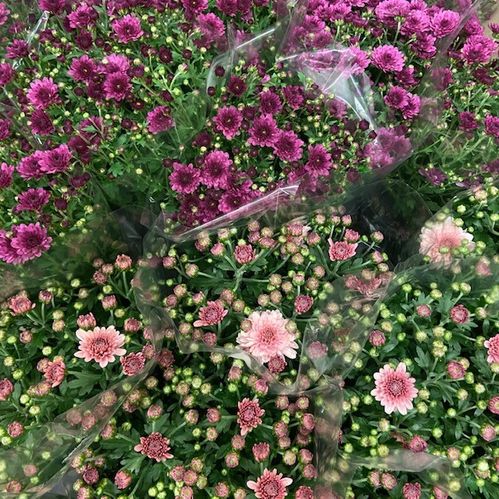 KRYSS GARDEN MUMS K:12CM x8