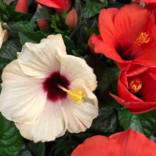 HIBISCUS K:13CM x6