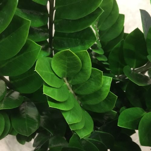 ZAMIOCULCAS K:23CM H:90-100CM