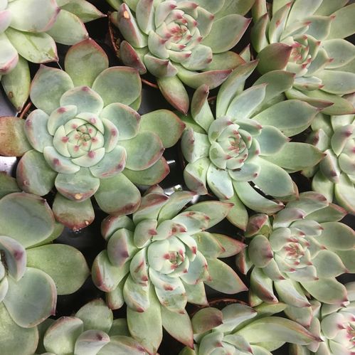 ECHEVERIA PARVA MINI x12