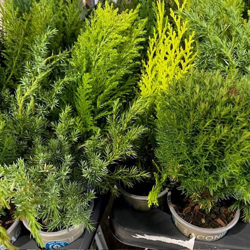 EN CONIFER MIX K:9CM x18