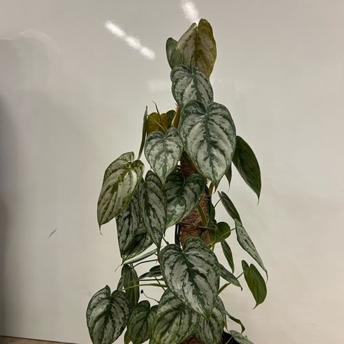 PHILODENDRON MELANO K:12CM x6