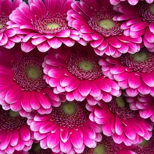 GERMINI SARY CERISE