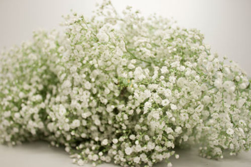 produktbild för Gypsophila Småblommig *25