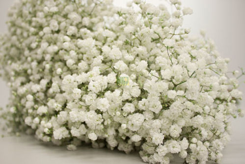 produktbild för Gypsophila Magnet Storblommig 20 grams