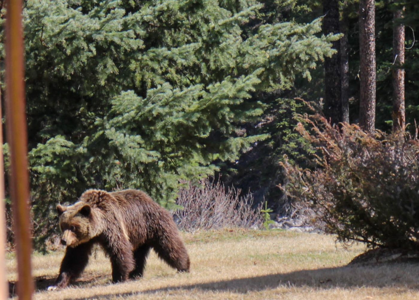 Jasper · Rocky Mountains