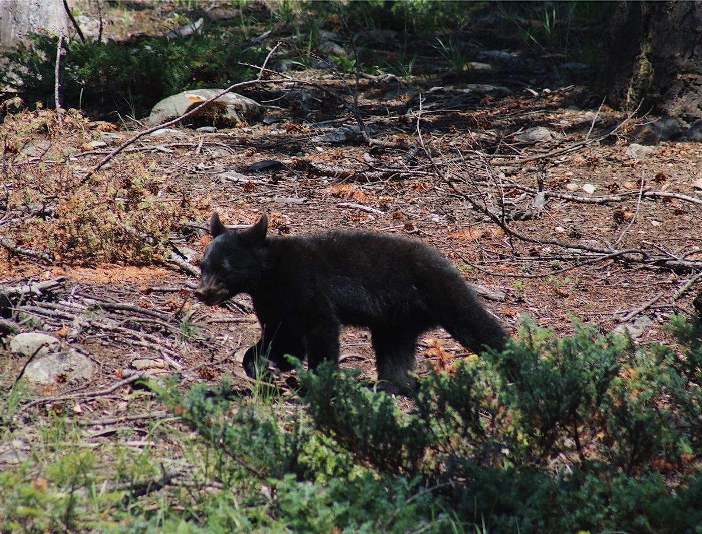 Jasper · Rocky Mountains