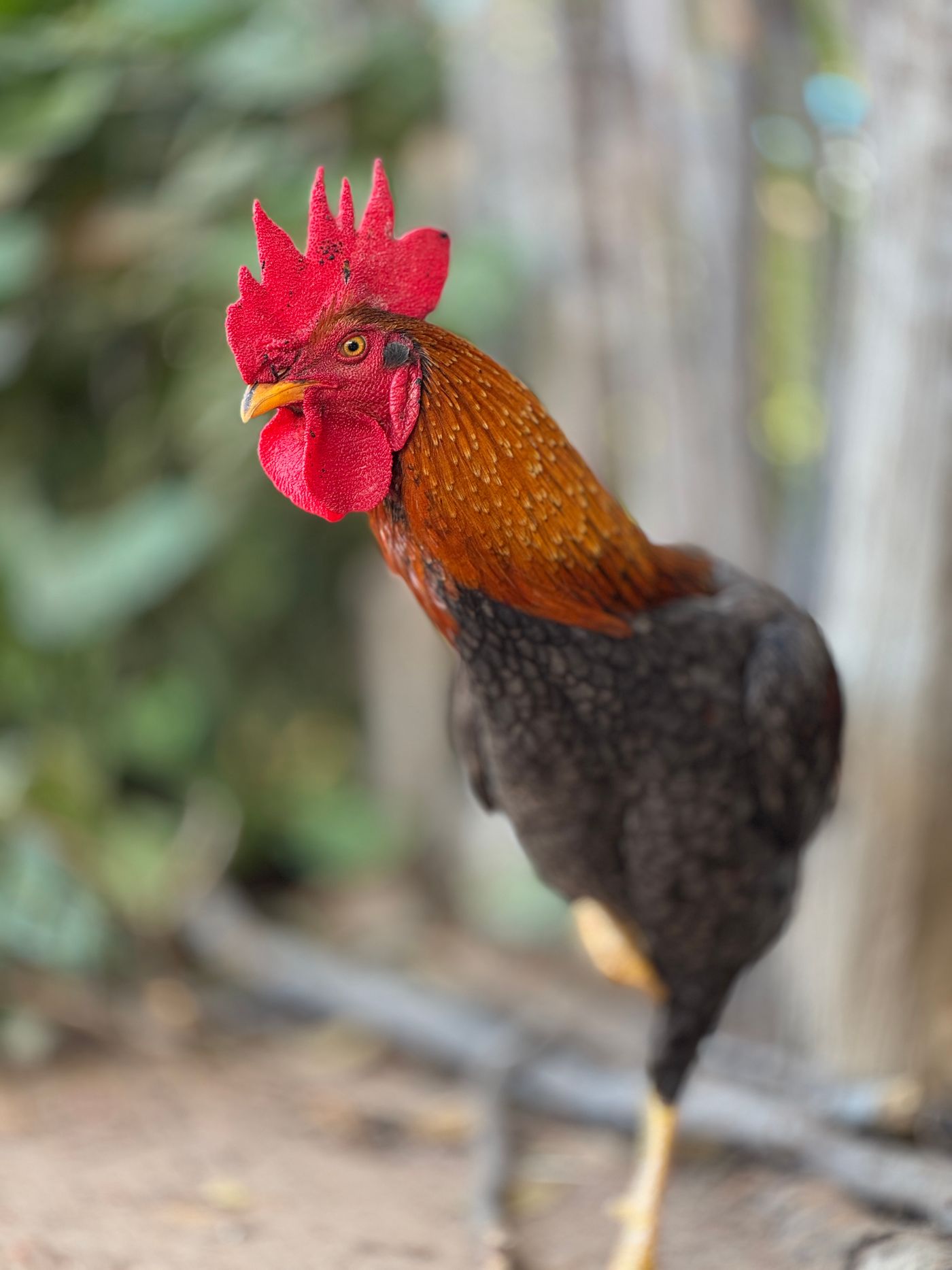Sítio dos Patos · Cariri