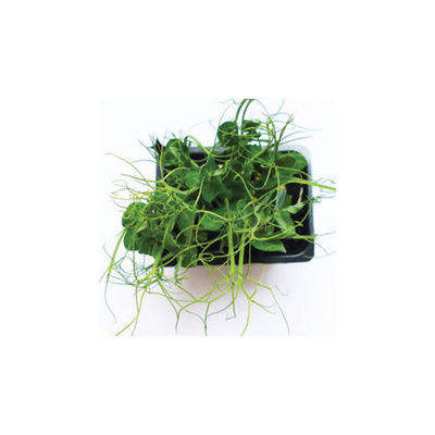 MICRO GREEN CRESS PEA TENDRIL