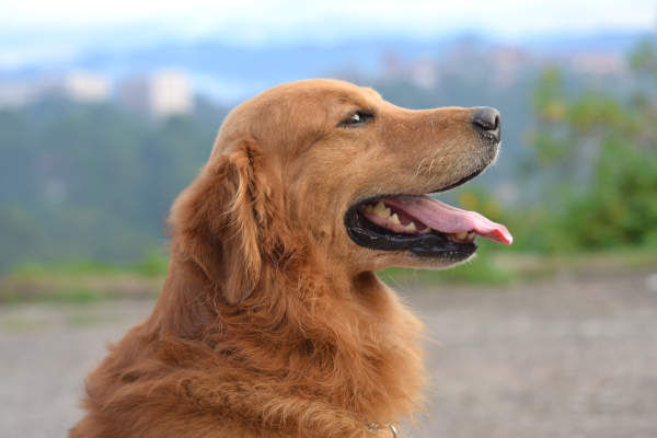 Golden retriever dog