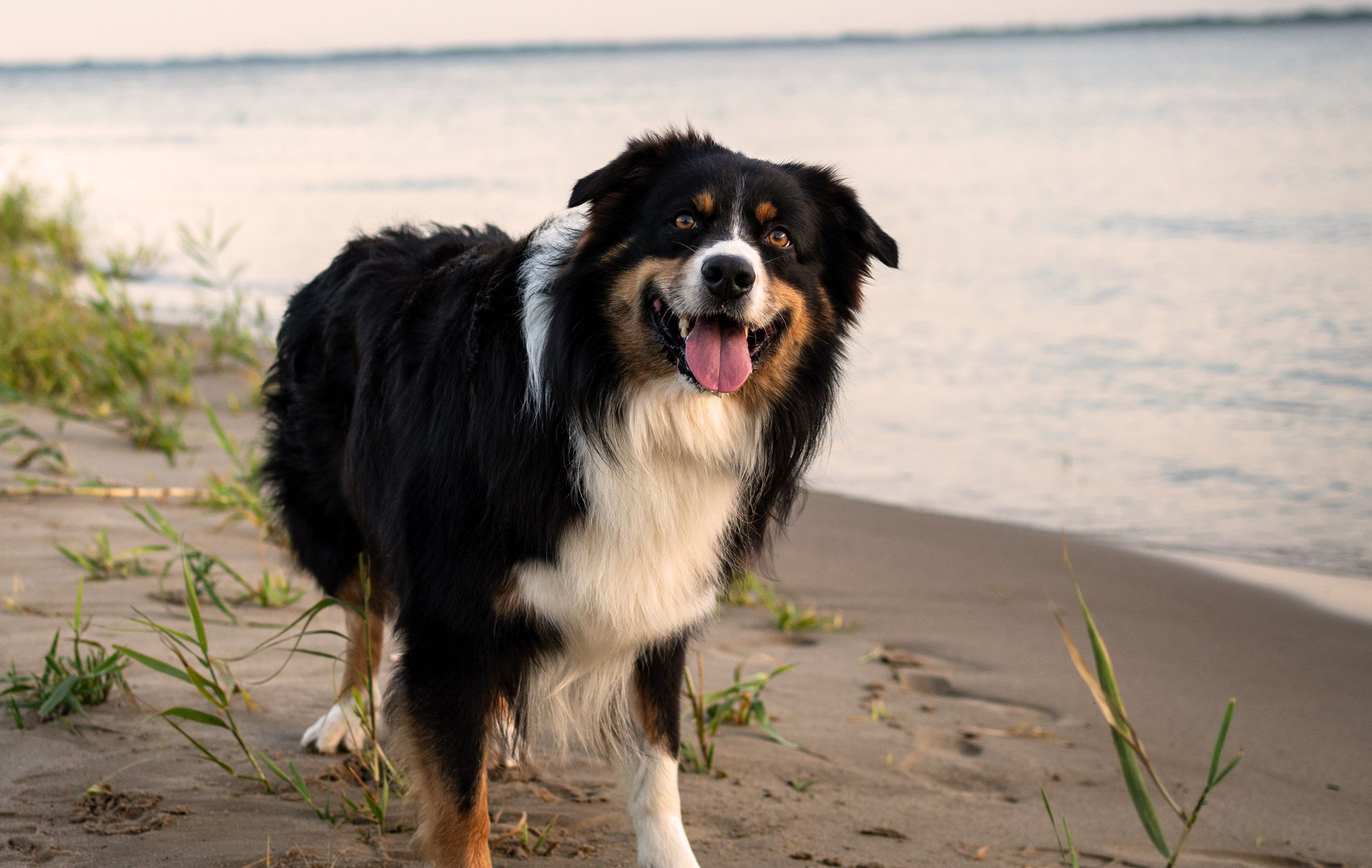 dog1
