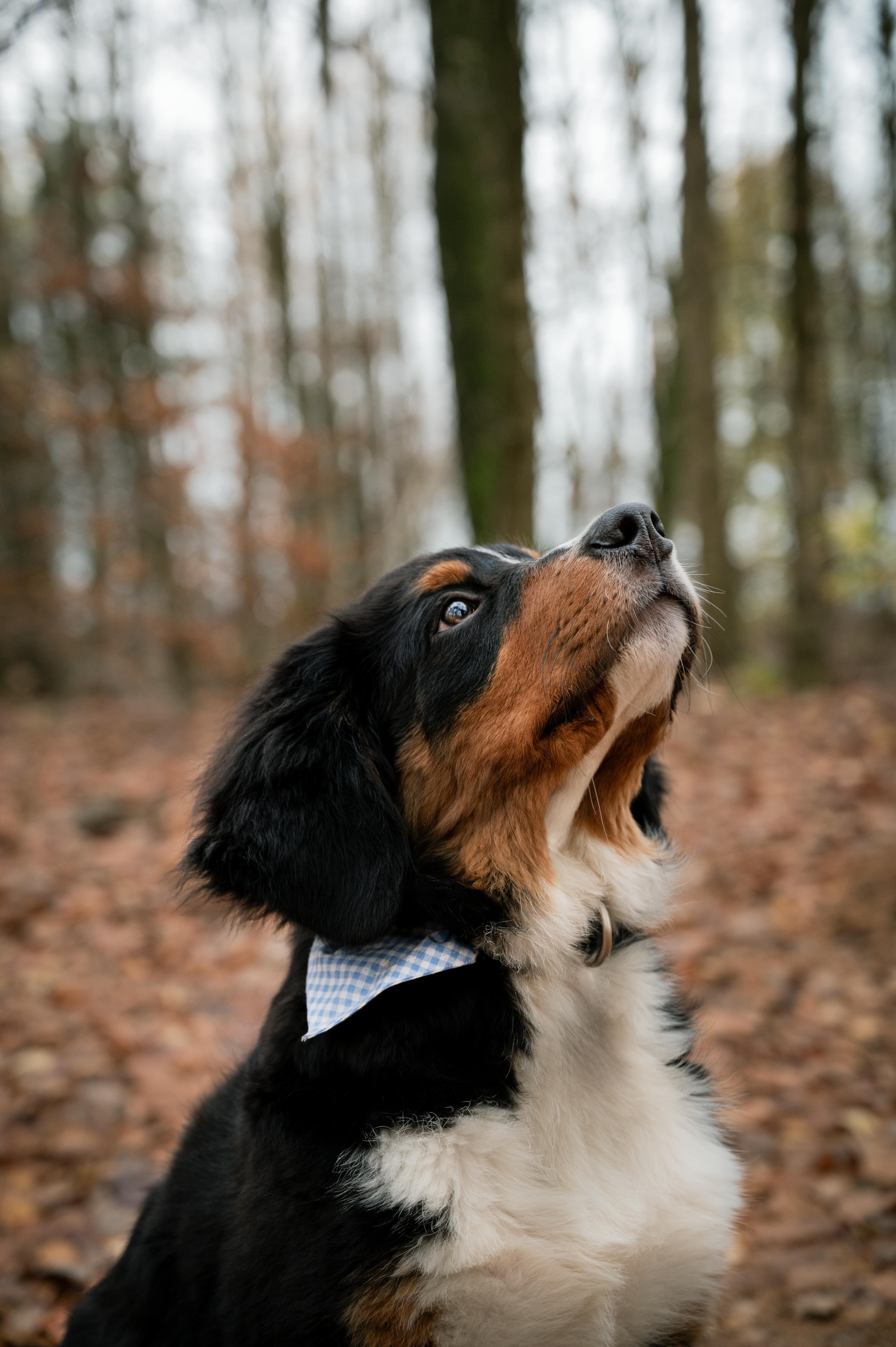 dog10