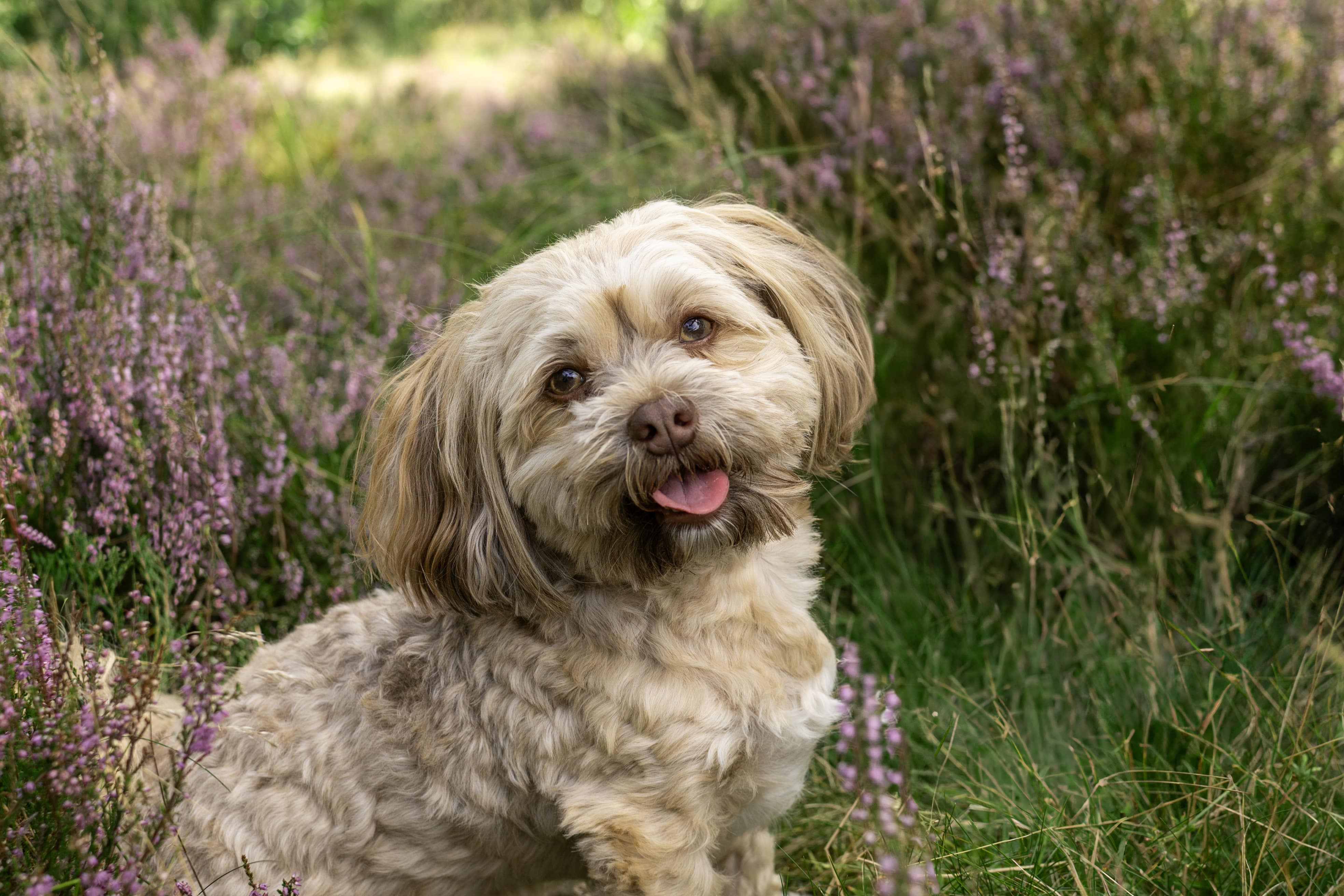 dog3