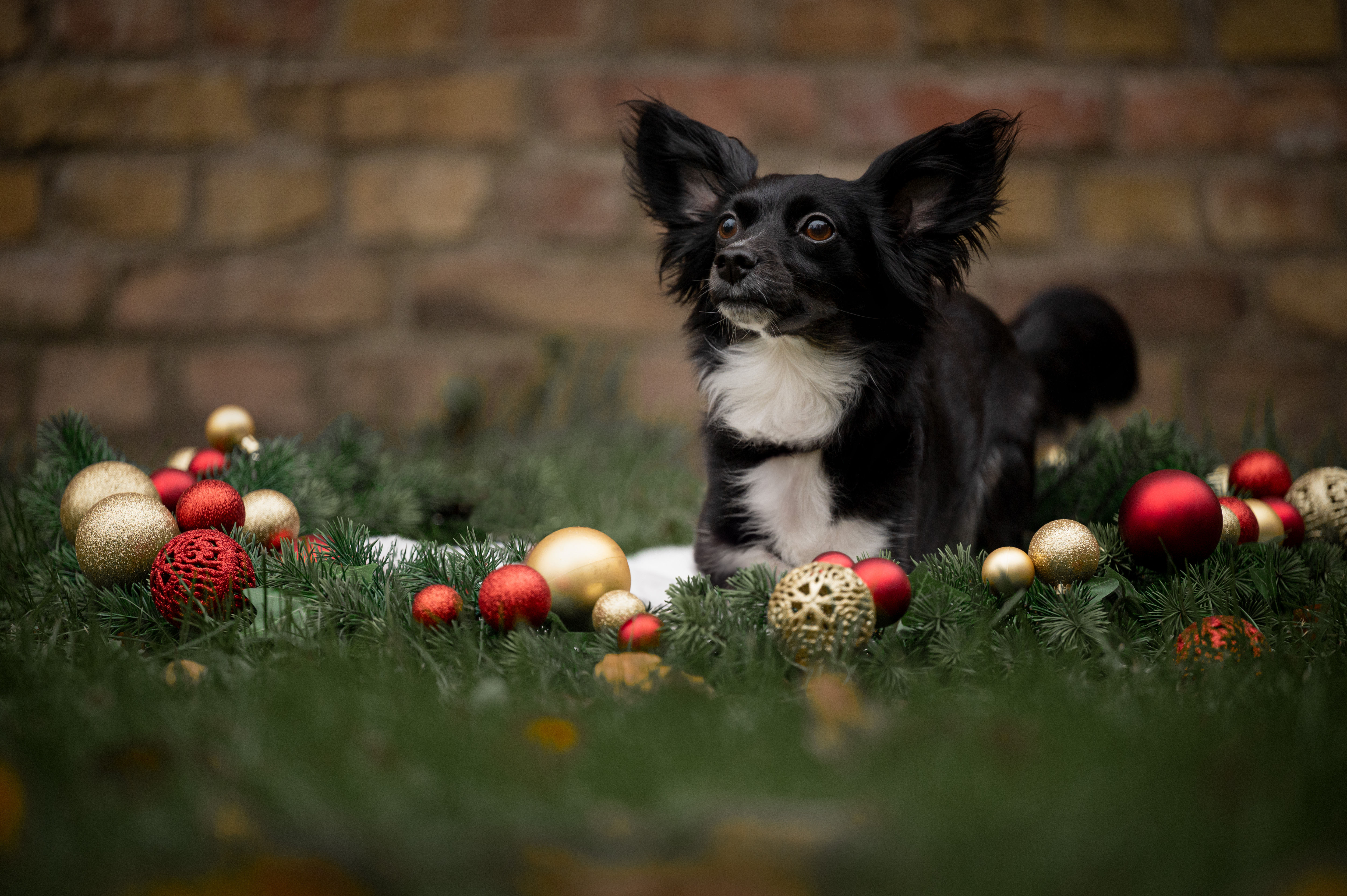 dog5