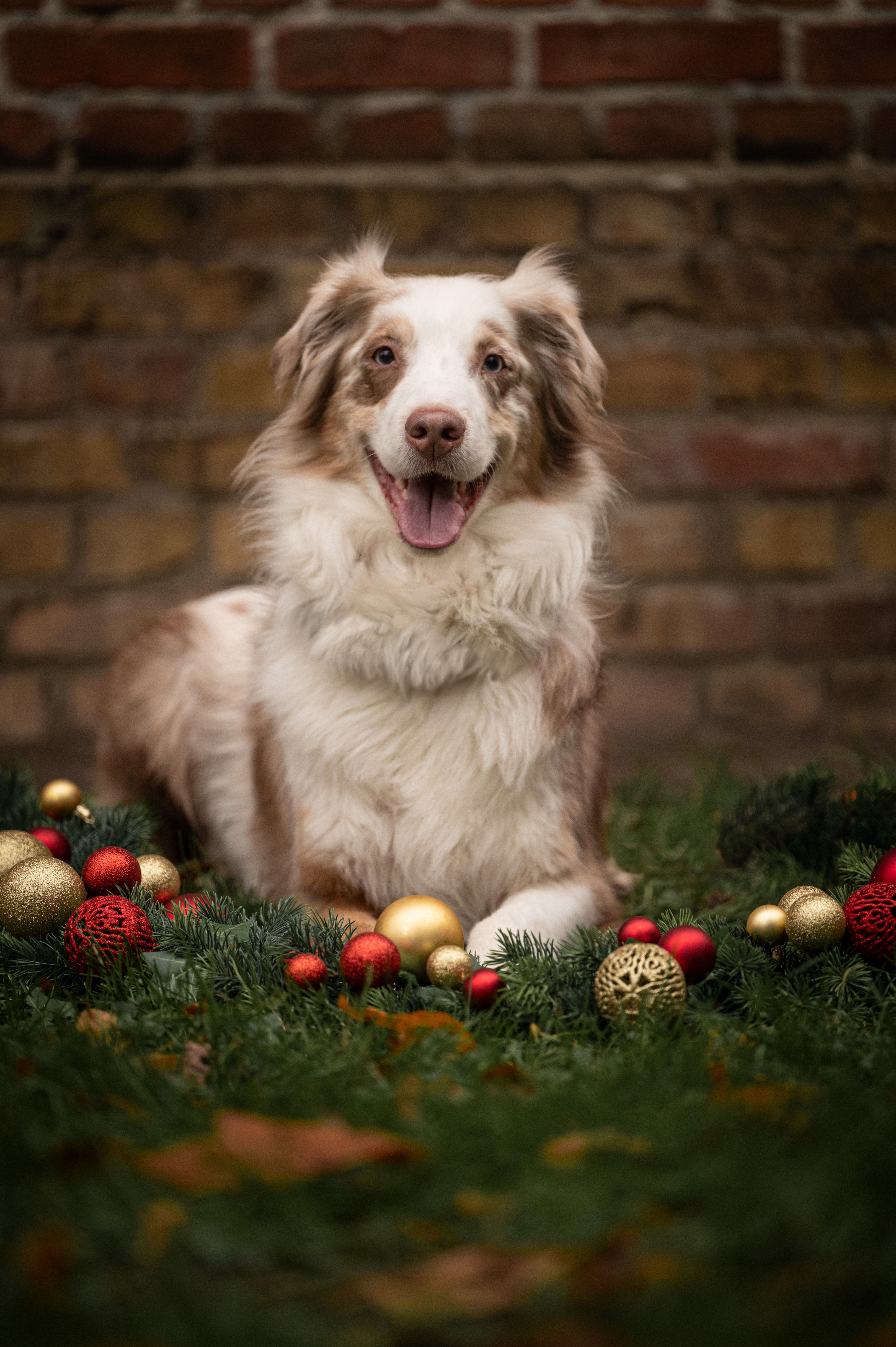 dog6