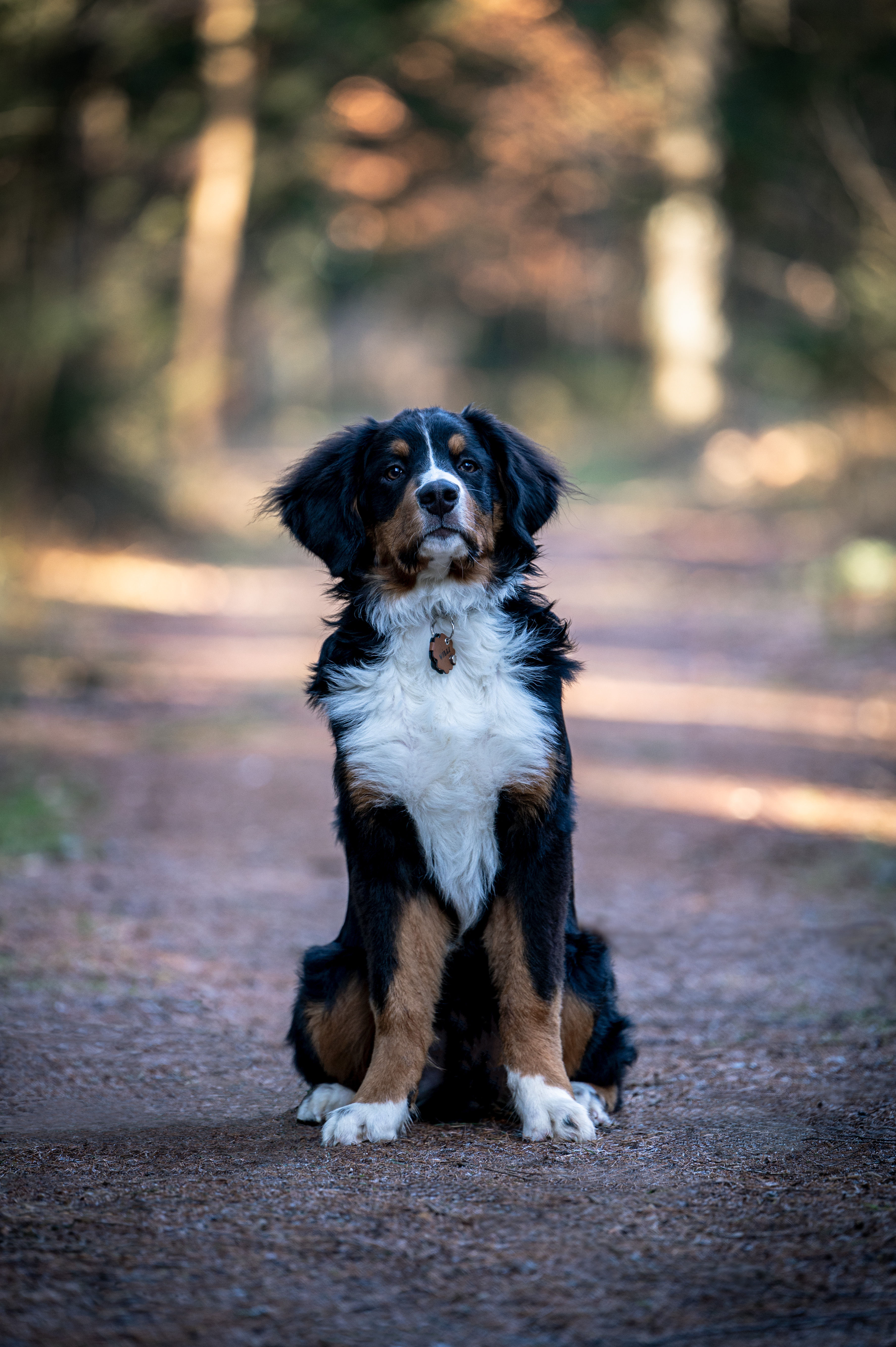 dog7