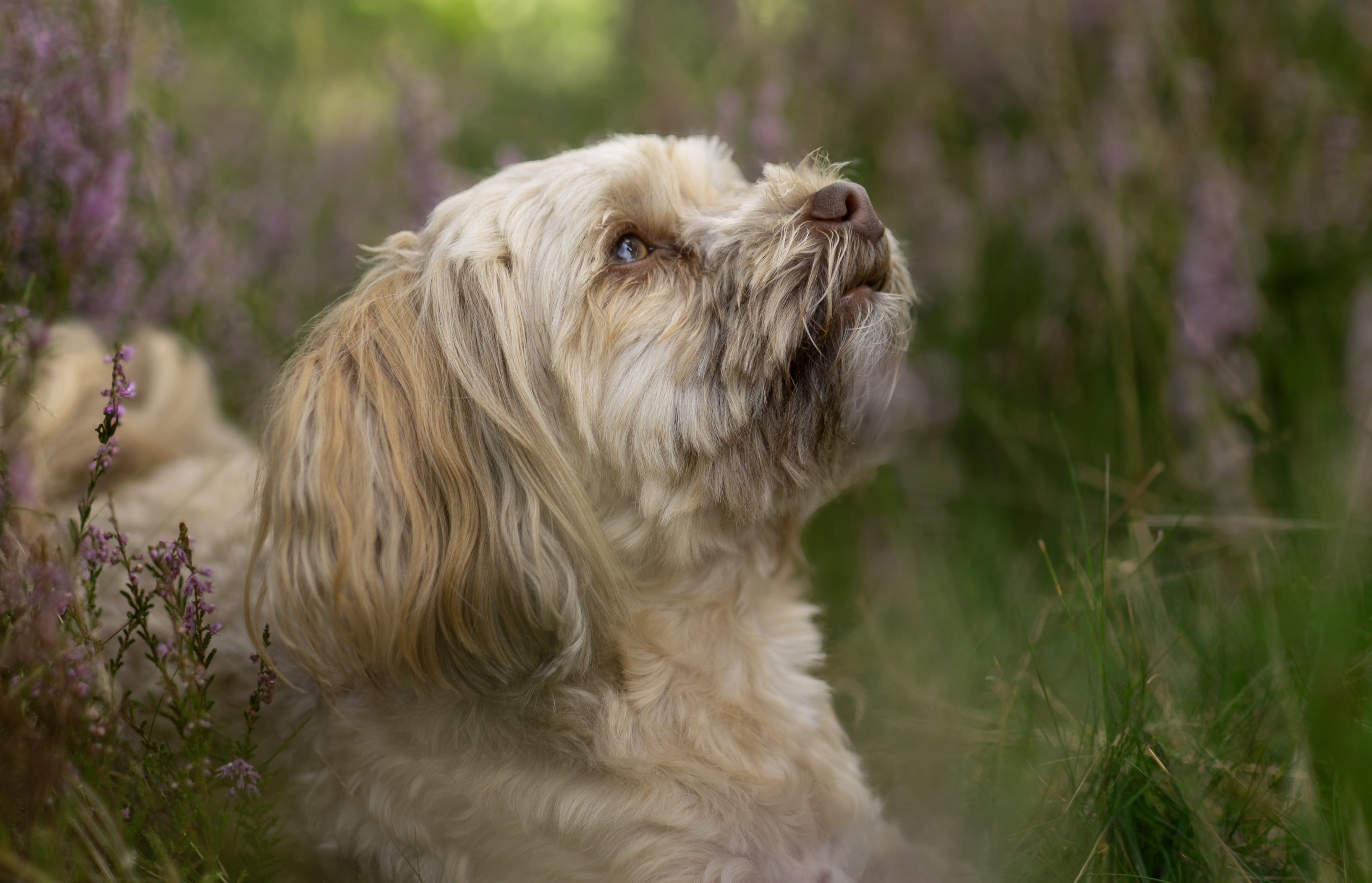 dogServicePreview
